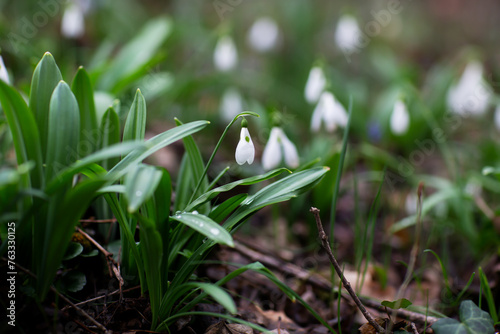 Beautiful flowers of the Galanthus nivalis snowdrop in spring after rain on a forest background. 