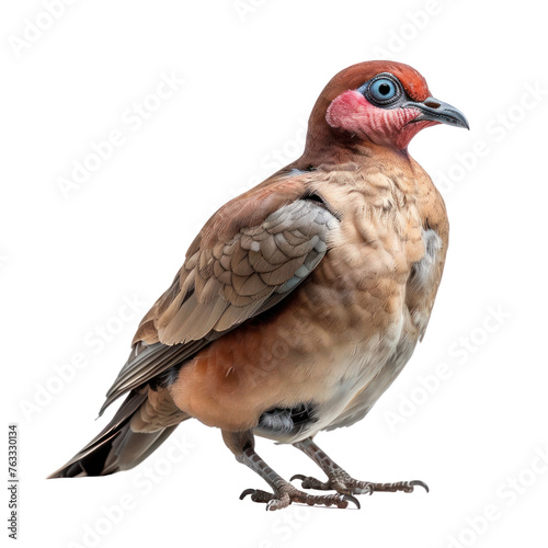 blue eyed pigeon isolated on transparent background