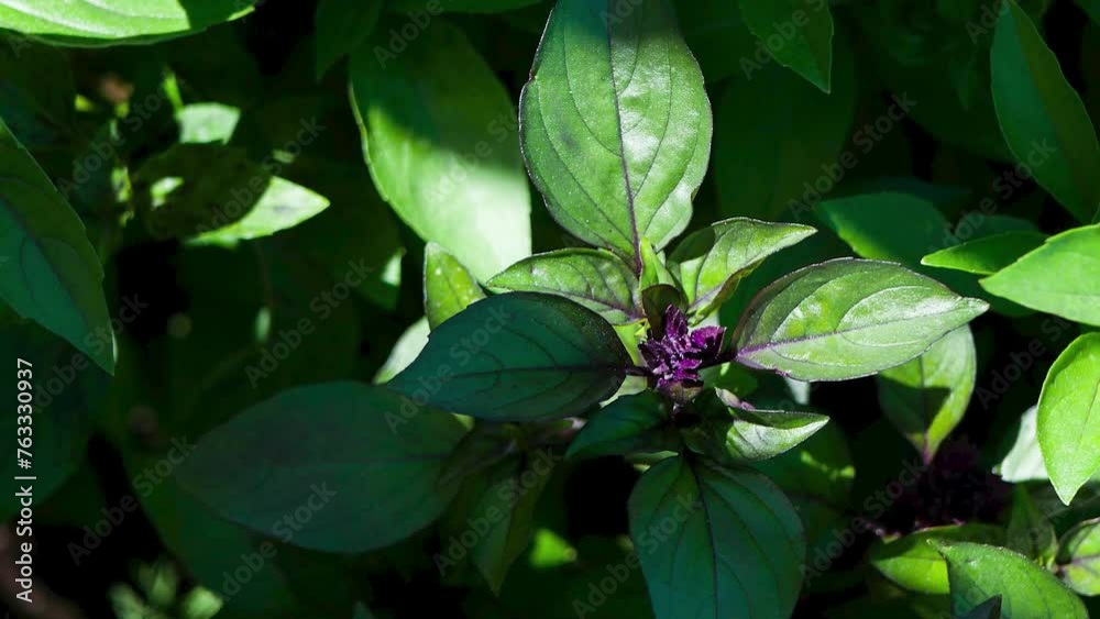 Basil plant leaves top view. Italian Herbs texture. Food background. Basil plant leaves top view. Italian Herbs texture. Food background.