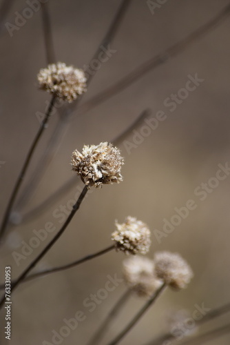 Dried up flowers