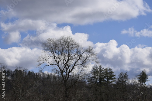 clouds in the forest