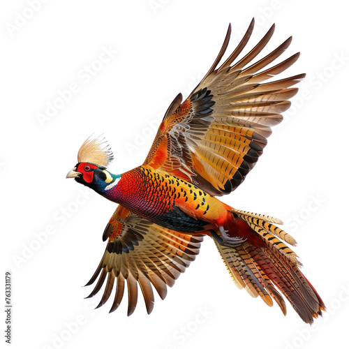 golden pheasant flying on isolated transparent background © Rushi