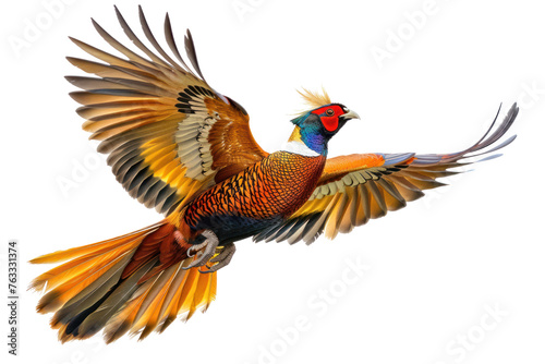 golden pheasant flying on isolated transparent background photo