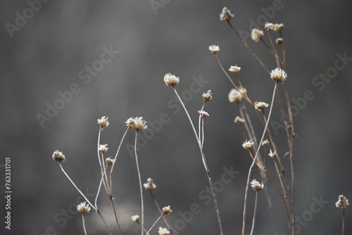 Wallpaper Mural Little white flowers  Torontodigital.ca