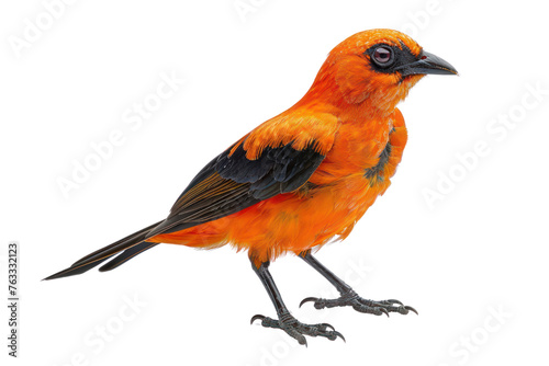 flame bowerbird on isolated transparent background