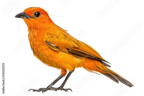 flame bowerbird on isolated transparent background