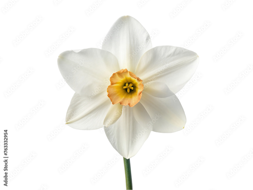 White narcissus flower. isolated on transparent background.