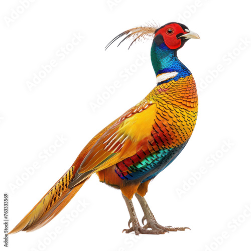 golden pheasant on isolated transparent background