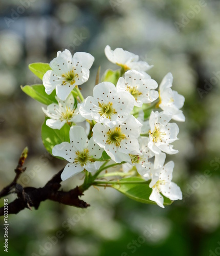 White noble pear blossoms on a pear tree in spring in South Tyrol, Lana near Merano, Europe	