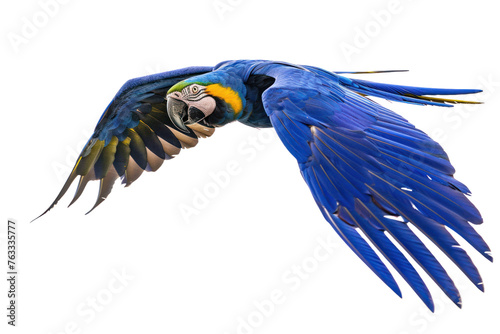 flying hyacinth macaw on isolated transparent background