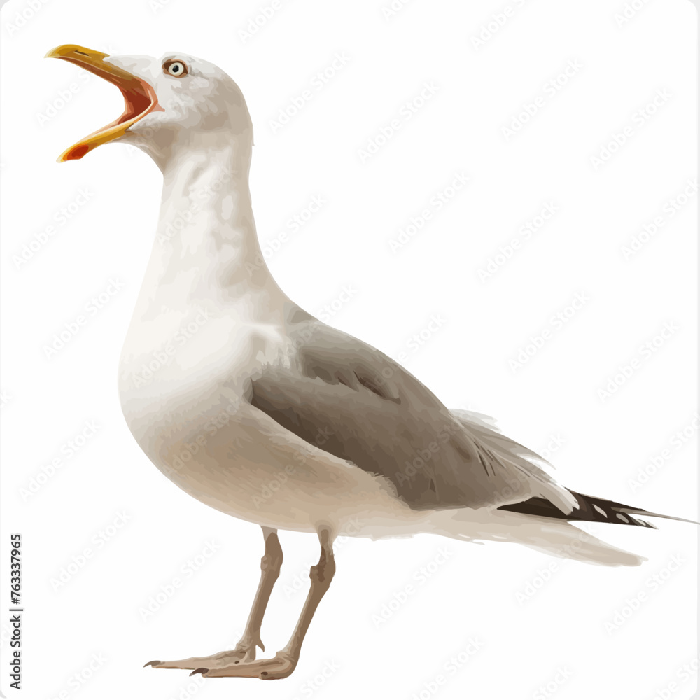 Fototapeta premium Standing Seagull Squawking Isolated