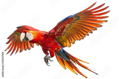 flying macaw on isolated transparent background