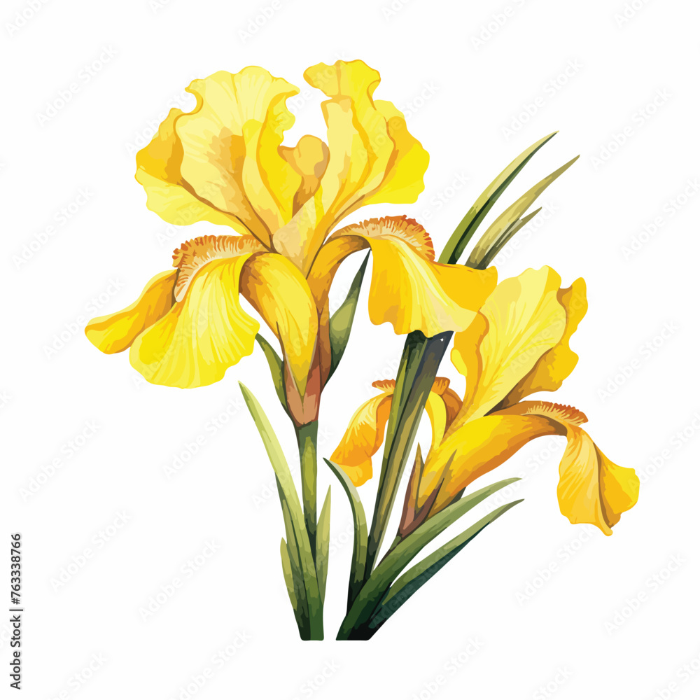 Yellow Japanese Iris clipart isolated on white background