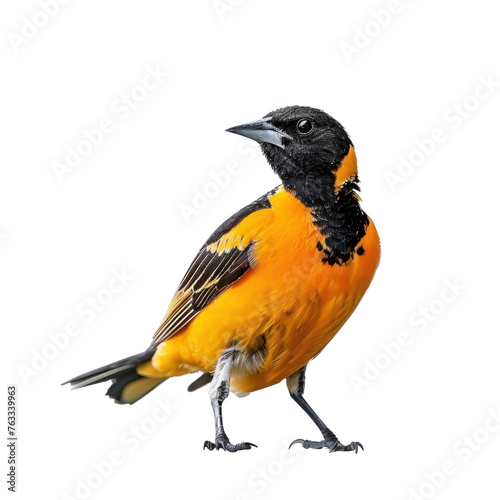 Northern oriole bird on isolated transparent background © Rushi