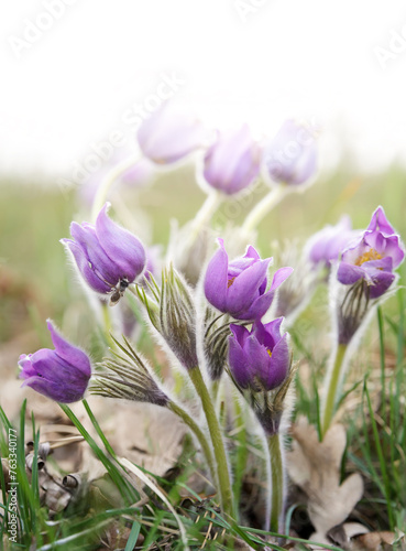 Beautiful pasque flowers in the mist, the first spring forest © gannusya