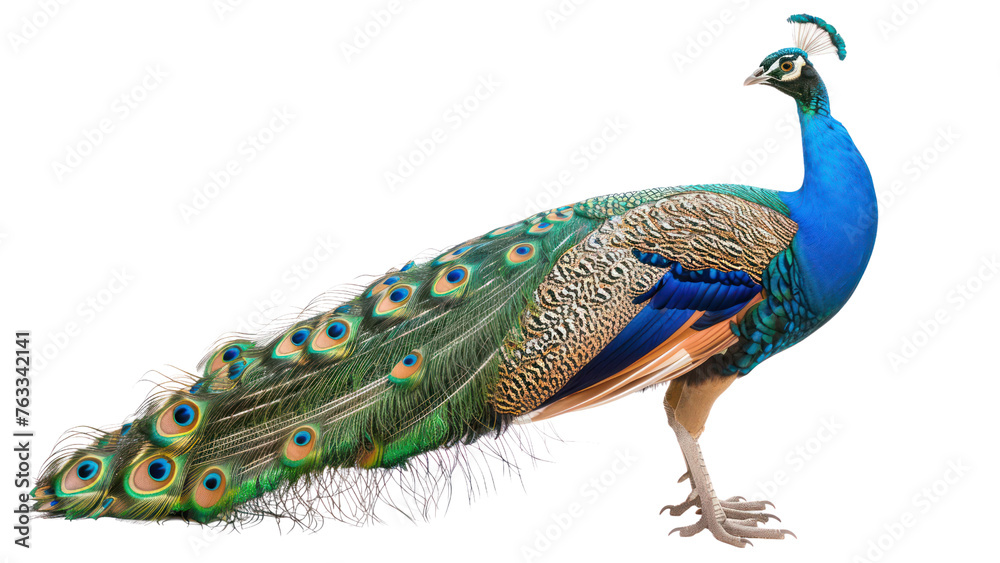 Obraz premium peafowl on isolated transparent background