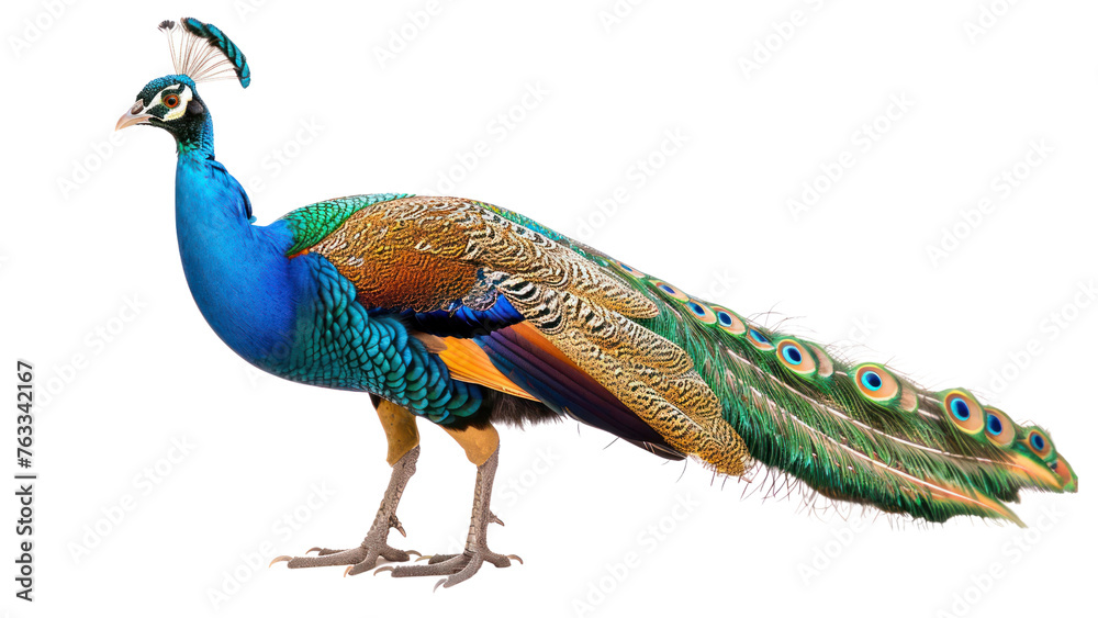 Obraz premium peafowl on isolated transparent background