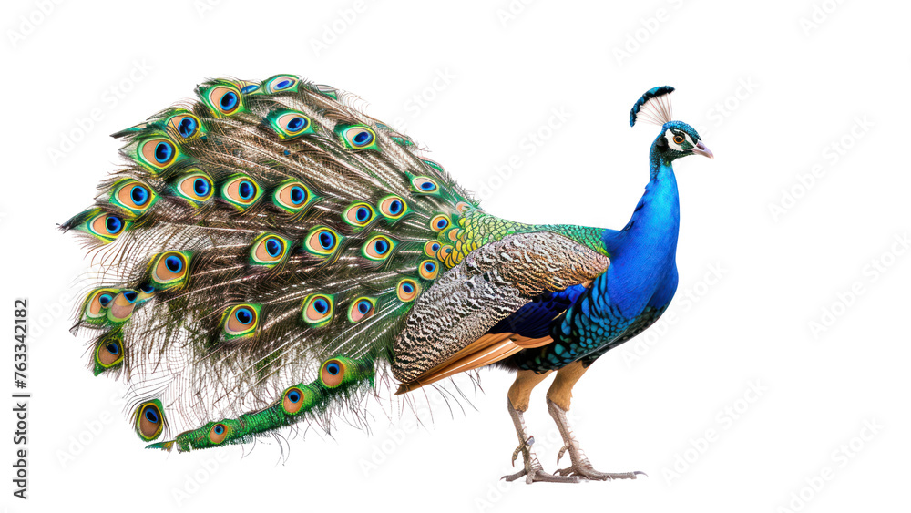 Fototapeta premium peafowl on isolated transparent background