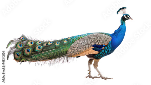 peafowl on isolated transparent background photo