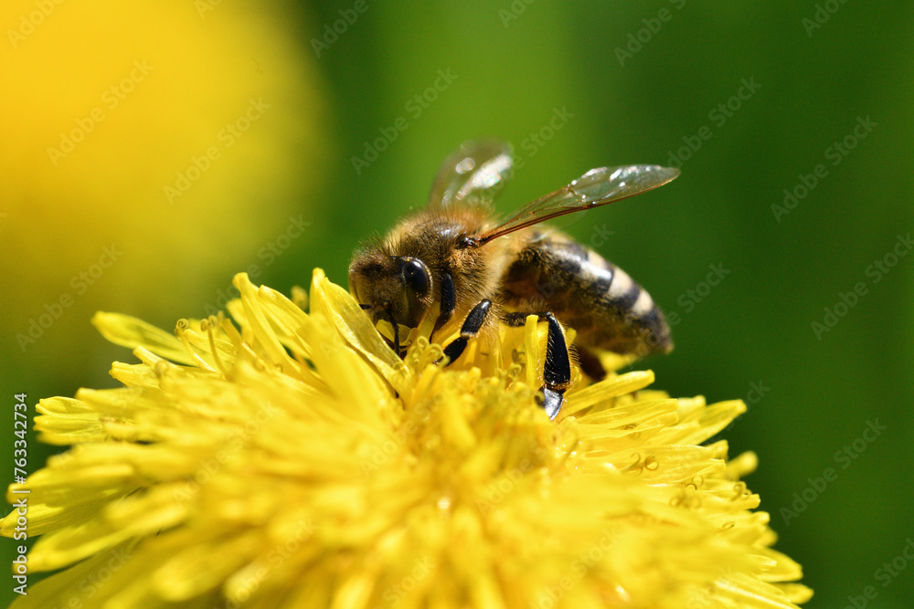 Bee collects pollen from a yellow flowering dandelion