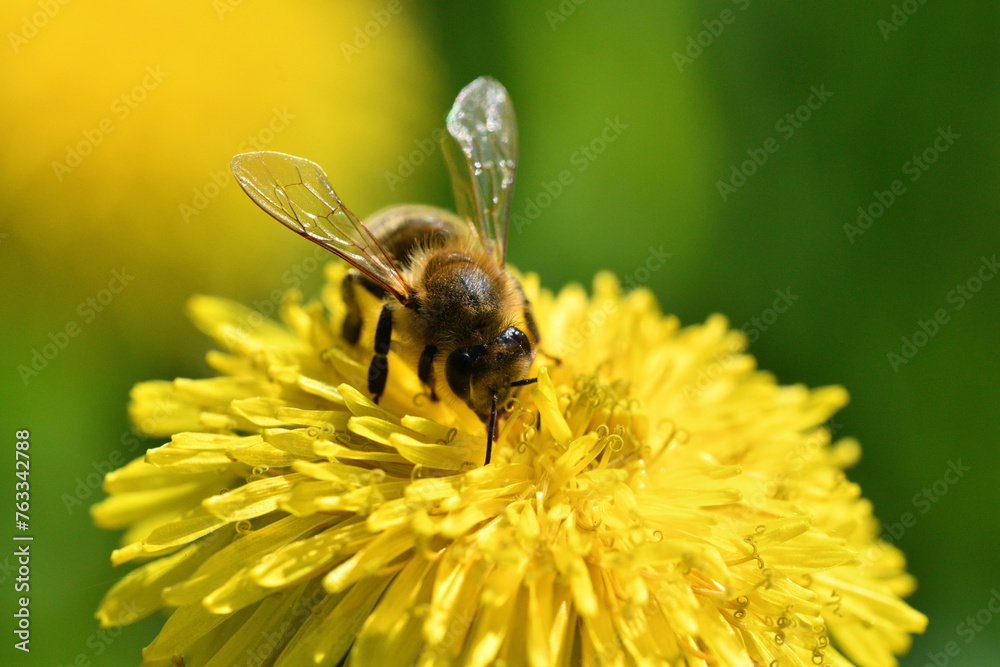 Macrophotography of bee polinating yellow dandelion in blossom