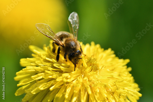 Obraz na płótnie Macrophotography of bee polinating yellow dandelion in blossom w salonie