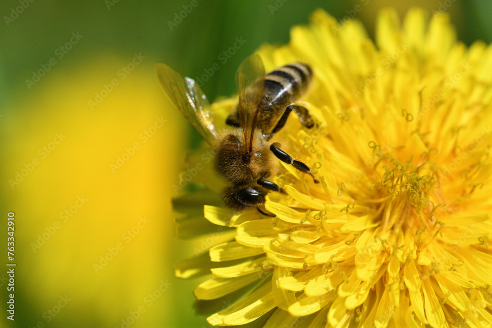 Bee collects pollen from a yellow flowering dandelion