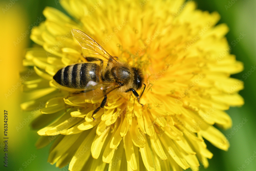 Macrophotography of bee polinating yellow dandelion in blossom