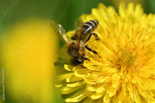 Obraz na płótnie Bee collects pollen from a yellow flowering dandelion w salonie