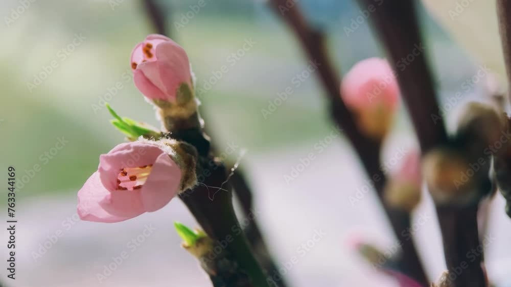 spring, a sprig of peach branch with delicate pink buds and flowers ...