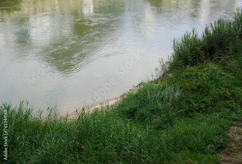 Background of grasses growing on the river bank photo