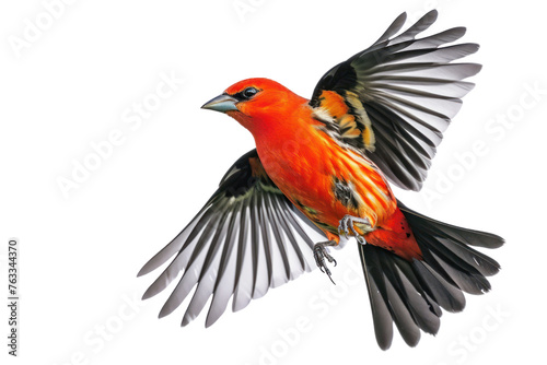 flying scarlet tanager on isolated transparent background