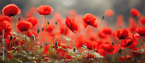 A field of red poppies with green leaves and flowers