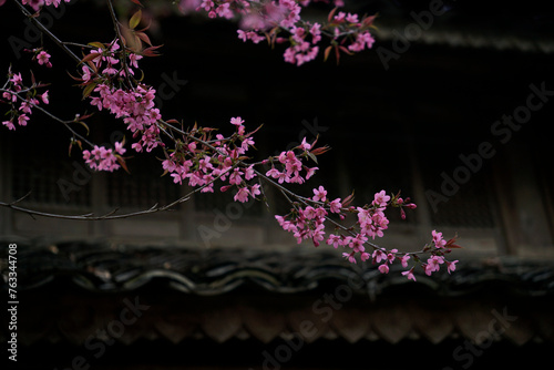 Beautiful vintage style branches of cherry blossom in background of asian temple roof