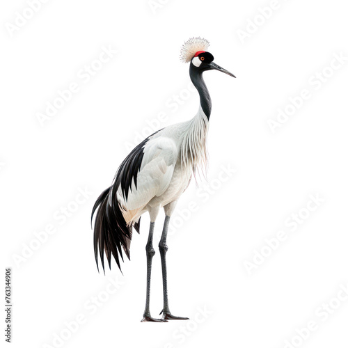 red crowned crane on isolated transparent background © Rushi