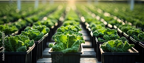 Plastic boxes with rows of green lettuce in controlled environment