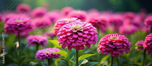 Pink flowers amid green leaves in a garden