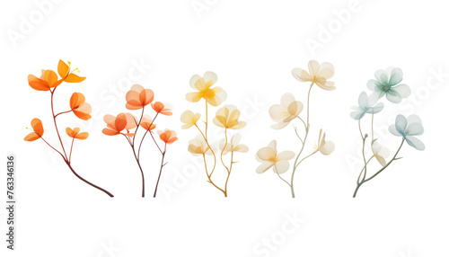 dry flowers isolated on transparent background cutout