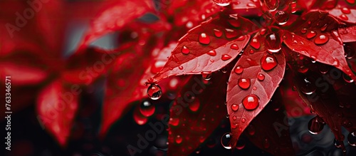 A red plant with water droplets close up
