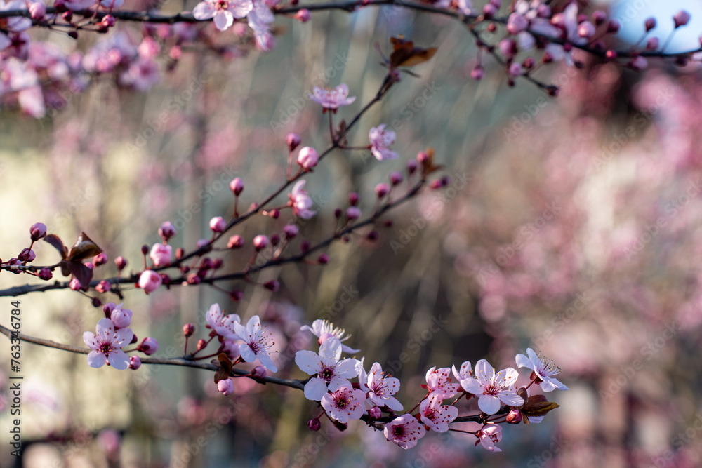 Pink flowers on a peach tree in the spring in the garden 