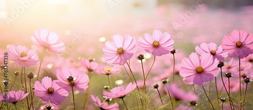 Pink flowers field with sunlight