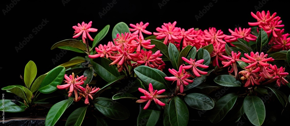 Red flower plant on table Red flower plant on table