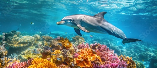 A dolphin moves gracefully through the clear blue water  navigating past a vibrant coral reef. Against the colorful backdrop  its sleek body showcases the rich diversity of marine life