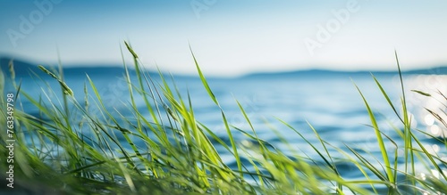 Tall grass by water under blue sky © Ilgun