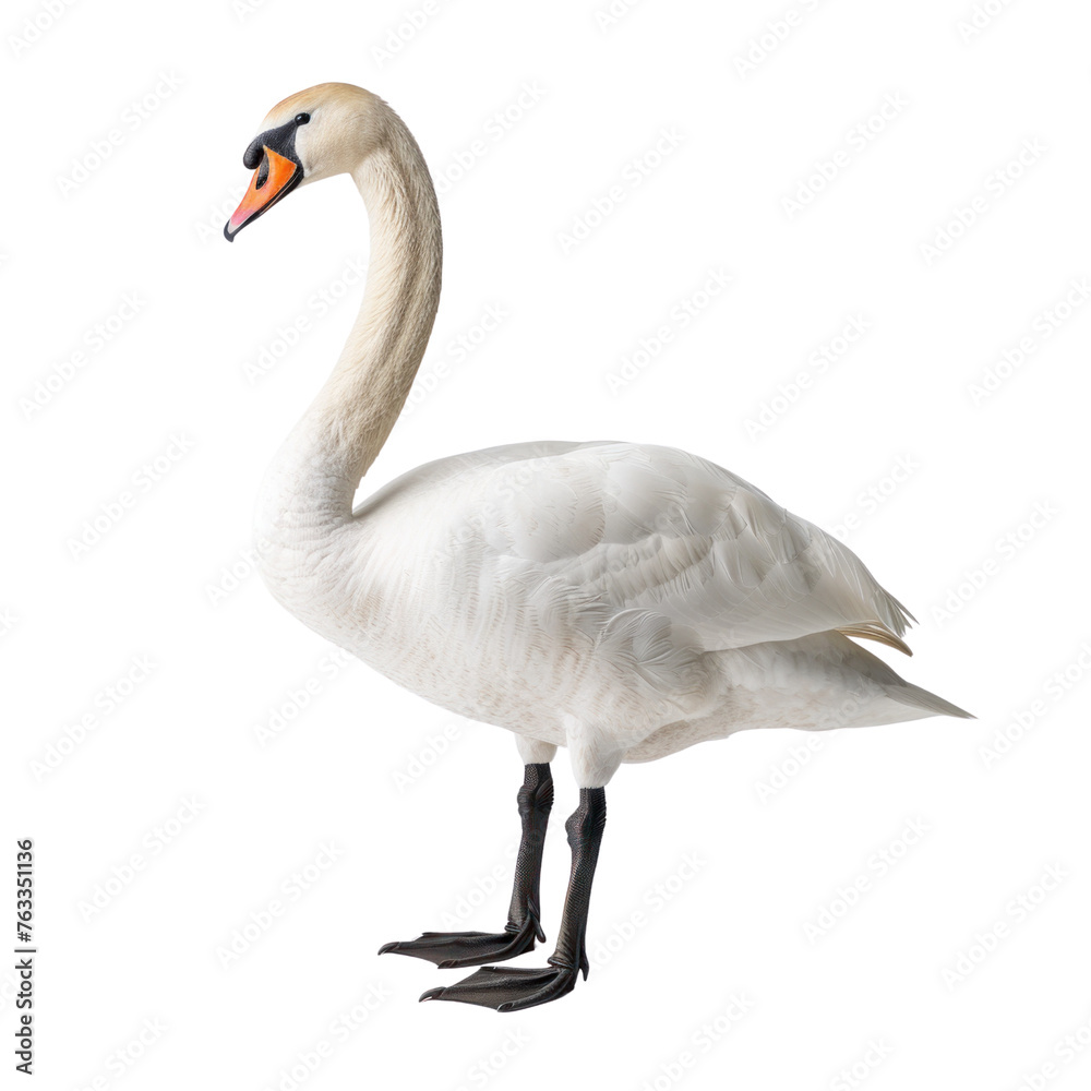 Fototapeta premium swan on isolated transparent background