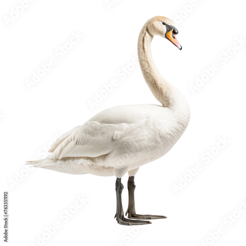 swan on isolated transparent background