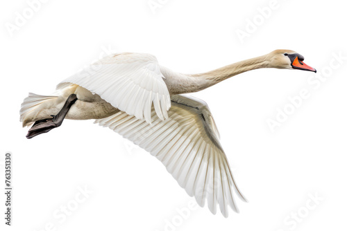 flying swan on isolated transparent background