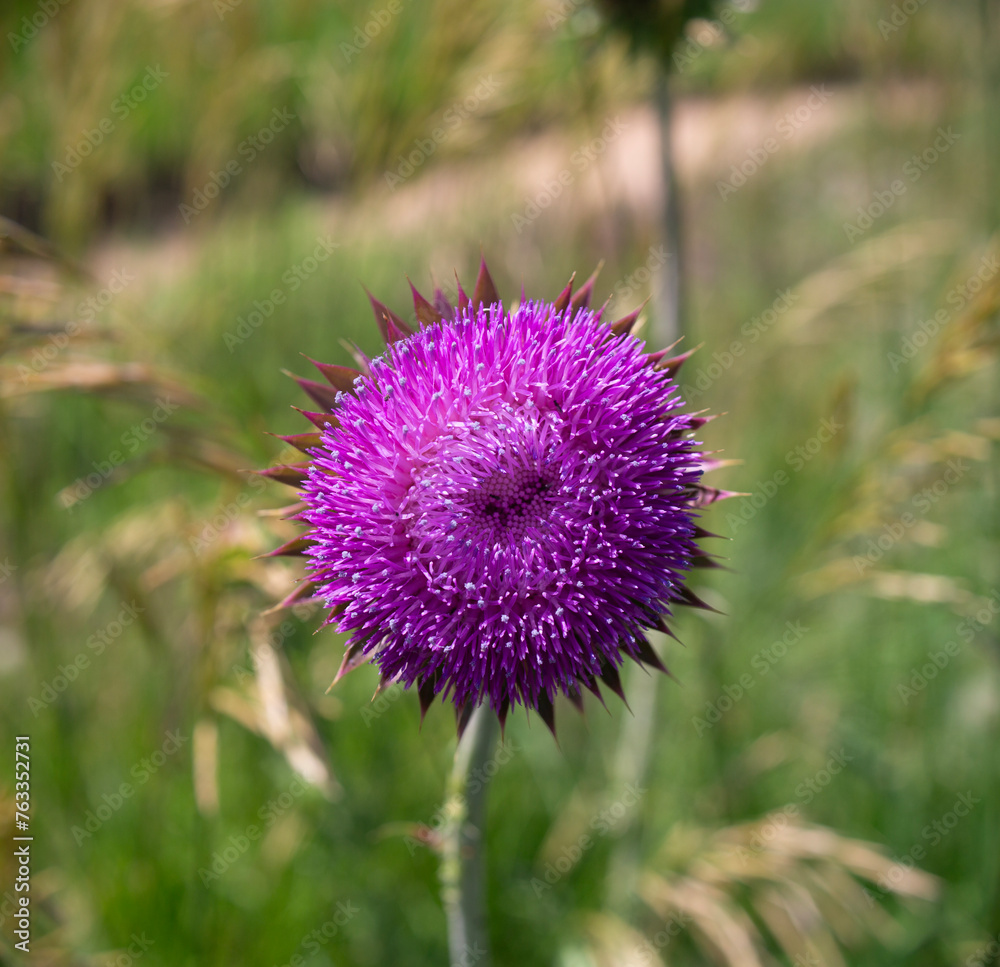 thistle thistle