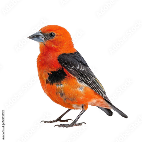 scarlet tanager on isolated transparent background © Rushi