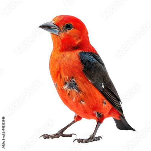 scarlet tanager on isolated transparent background